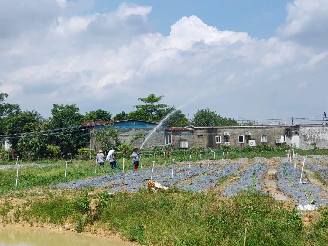 供销社上市公司的探索与未来前景
