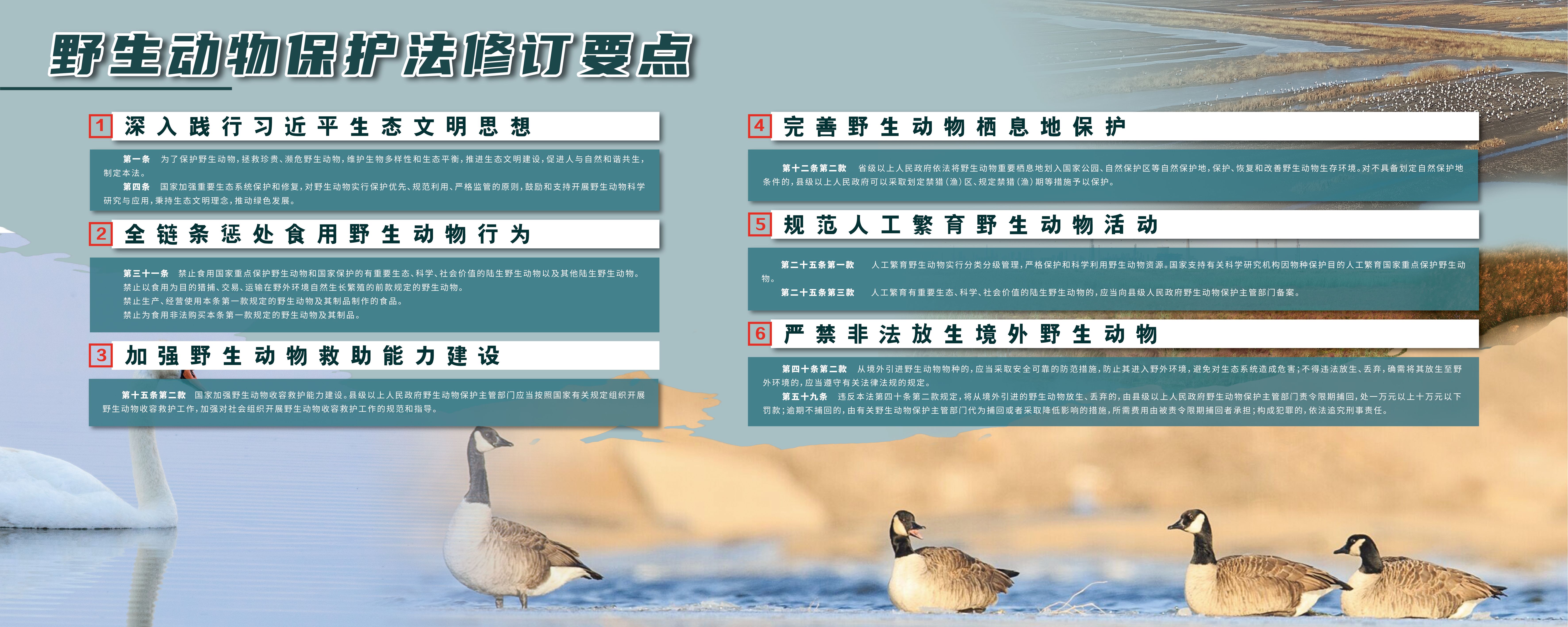 最新野生动物保护令揭秘，小巷深处的隐秘宝藏