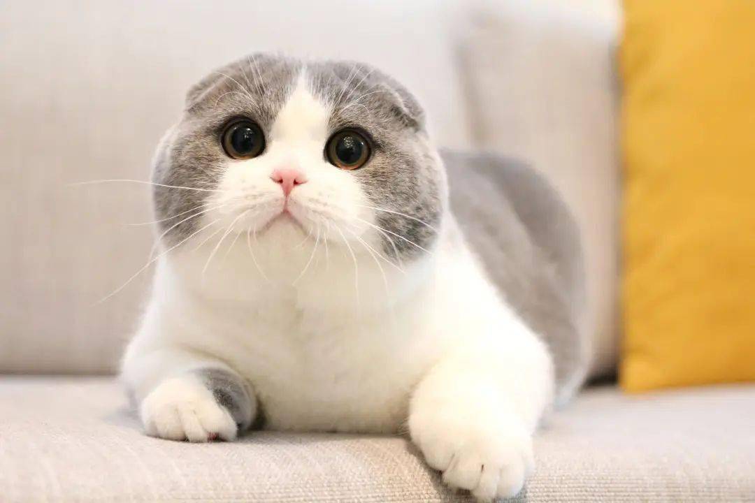 最新桃屋猫，萌力治愈每一天！
