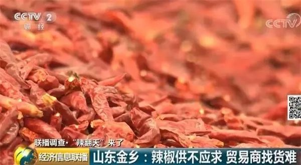 金乡辣椒最新行情，价格走势、市场预测与种植前景深度解析