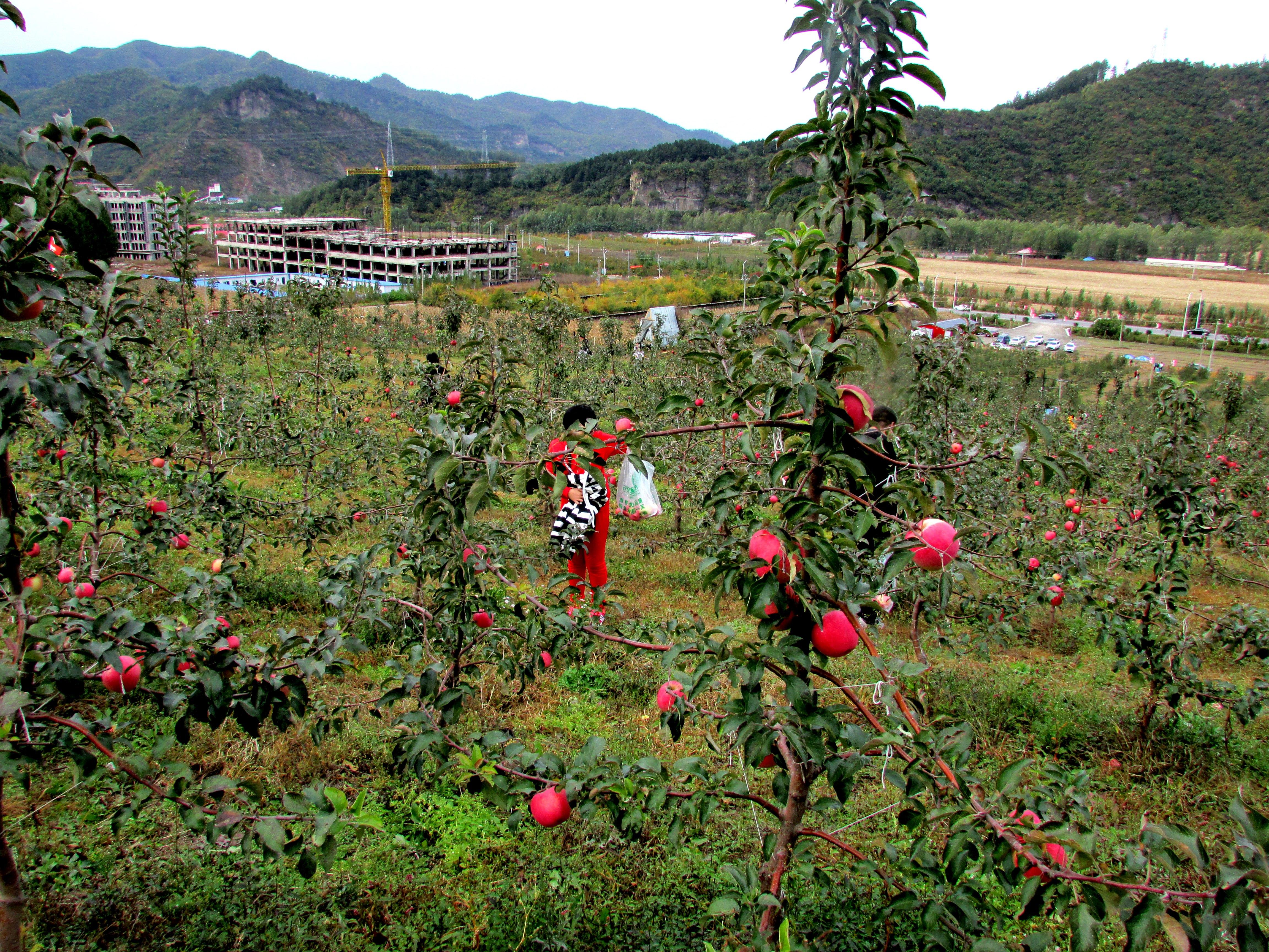 采摘园最新动态，回溯背景、重要事件与时代地位影响