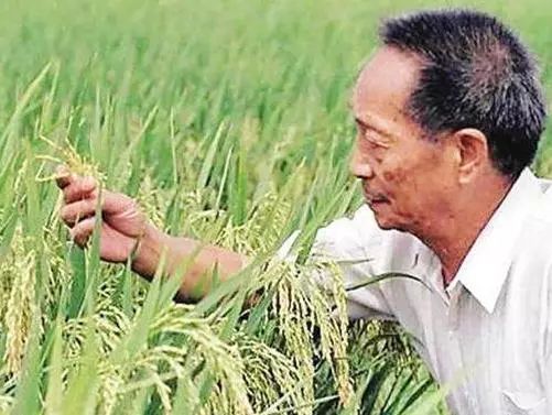 袁隆平最新粮食技术，科技农业引领粮食生产新境界